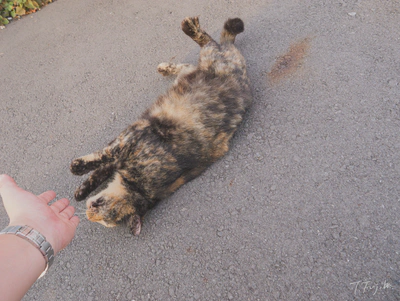 フォトスタイル: ナチュラル